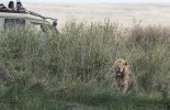 Safari vehicle encounters Male Lion.jpg