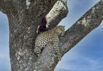 Leopard in tree-wispy bue sky.jpg