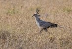 Secretary Bird.jpg