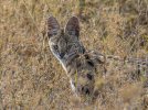 Serval Cat-2-Head shot.jpg