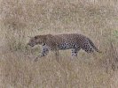 Momma Leopard returning to den-2.jpg