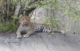 Leopard lying on rock.jpg