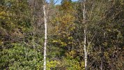 parc cwm darran 10-10-2021 (16).JPG