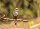 Brown Headed Kingfisher.jpg