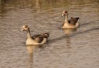 Egyptian Geese in the water.jpg