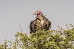 RedHeaded Vulture.jpg