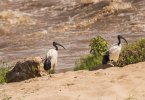 Sacred Ibis's-Mara River.jpg