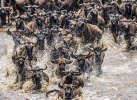 Wildebeests-tight shot.jpg