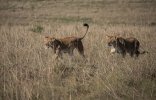 Two Lionesses on the hunt.jpg