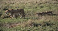 Lioness with trailing cubs.jpg