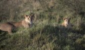 Lioness with cub-2.jpg