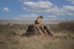 Lioness on a termite mound.jpg