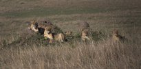 Lion family portrait!.jpg