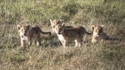 Four lion cubs.jpg