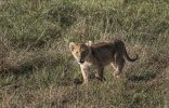 Cub in grass.jpg