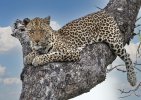 Leopard in a tree-MalaMala.jpg