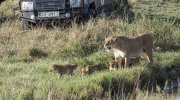 Lioness and cubs crossing vehicle.jpg