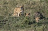 Lioness w 4 cubs.jpg