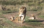 Lioness walking to camera with 3 cubs.jpg