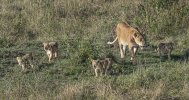 mother lion walking with 4 cubs.jpg