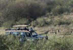 Vehicle-viewing lion mom and cubs.jpg