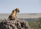 Lion sitting on termite mound.jpg