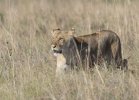 Lioness walking through tall grass.jpg