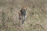 Cheetah sitting in grass-.jpg