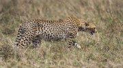Cheetah Walking.jpg