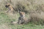 Cheetah-2.jpg