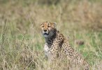 Cheetah-3.jpg
