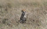Cheetah-4.jpg