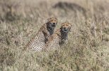 Two Cheetahs in Grass.jpg
