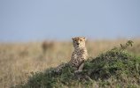 Cheetah-looking into the distance.jpg