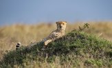 Cheetah-lying on left side.jpg