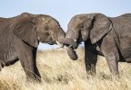 Elephants-intertwined trunks.jpg