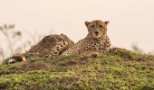Cheetah on a Grassy Mound.jpg