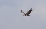 Vulture with wide wing spread.jpg