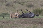 Lion-killing  struggling wildebeest-.jpg