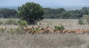 Impala Herd.jpg