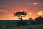 Acacia Tree-sunset.jpg