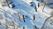 Canada Geese2.jpg