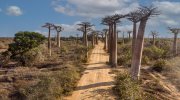 Avenue of gthe Baobabs-drone view.jpg