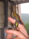 hummingbird2.jpg