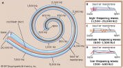 pitches-in-the-cochlea.png