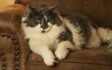 Blue Couch sassy Small.jpg
