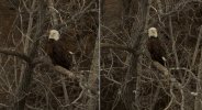 Eagles Youtube vs Real 4k.jpg