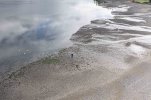 Carol on a beach- blacknecked swans.jpg