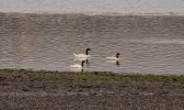Blacknecked Swans.jpg