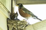 Robin Mom Small 22-5-8.jpg